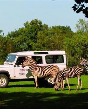 safari in het wild op een planeet - Camping pomme de pin