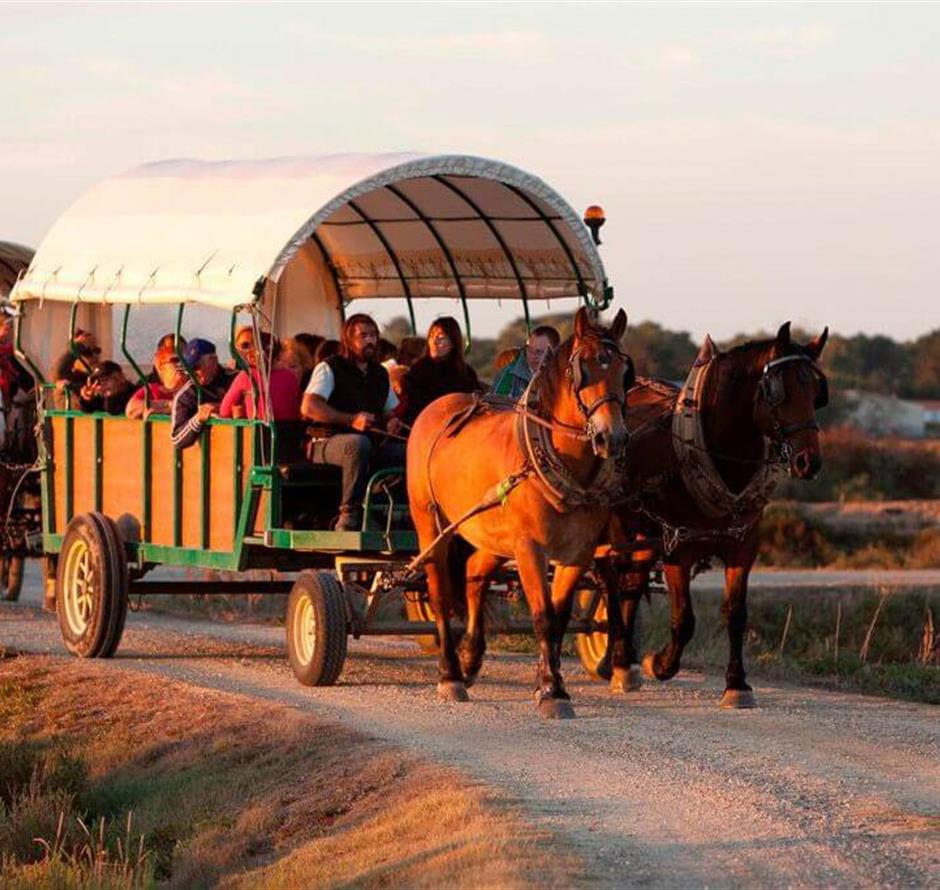 Camping pomme de pin