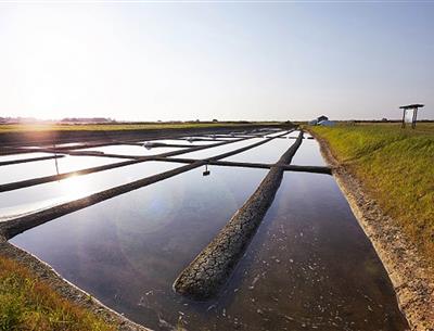 Salt marshes close to La Pomme de Pin
