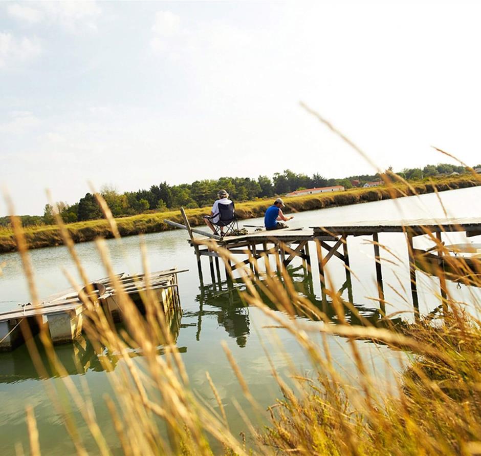 Camping pomme de pin
