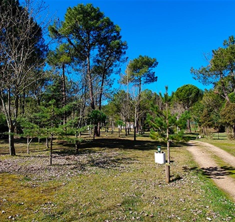 Camping pomme de pin