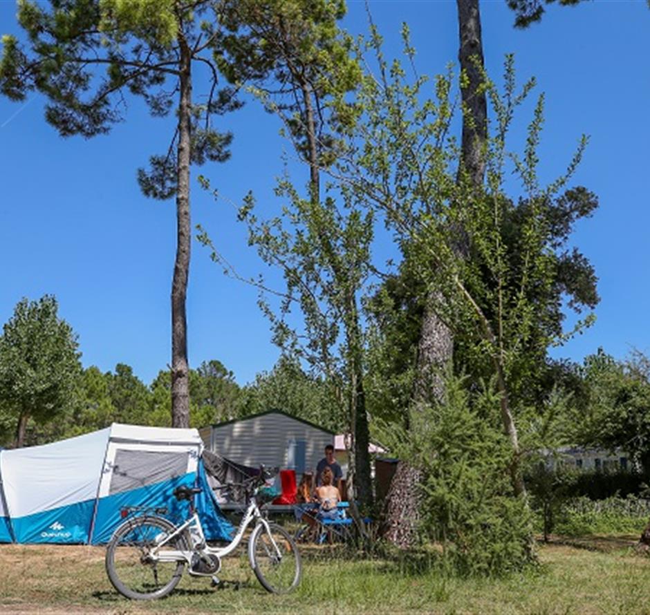 Camping pomme de pin